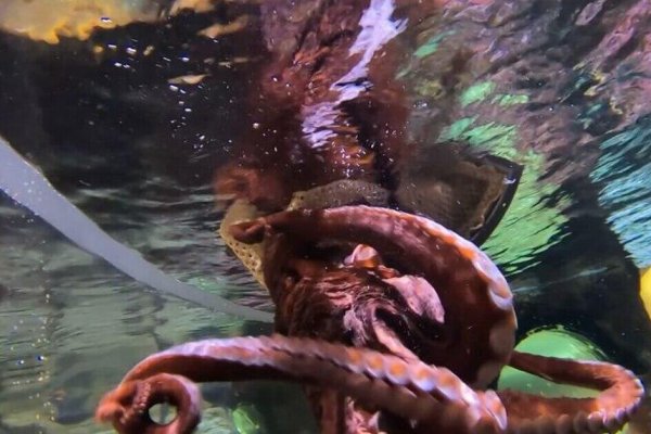 Kraken cc зеркало kr2web in