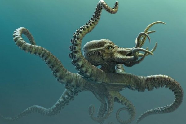 Kraken 5at