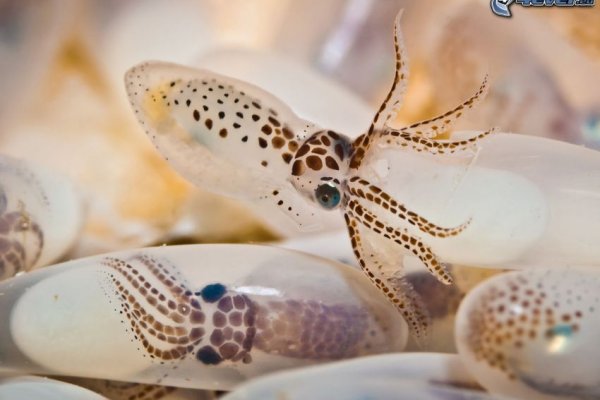 Сайт кракен kraken krakens15 at